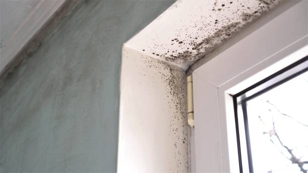 Best Residential Mold Remediation in Parole, MD