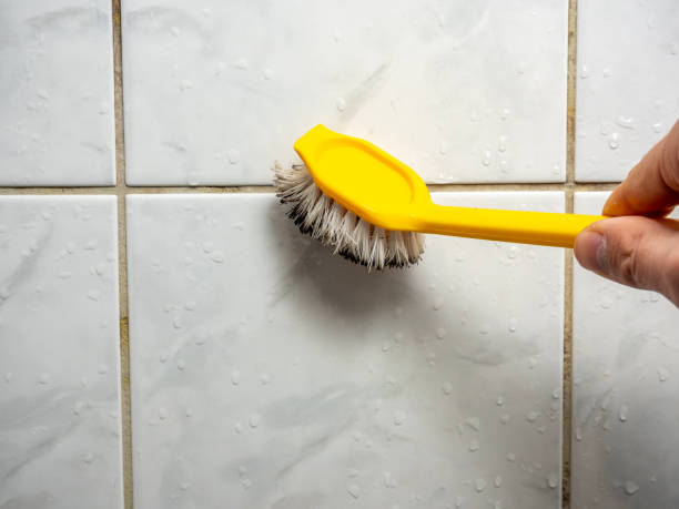 Best Localized Mold Remediation (e.g., coastal areas, humid climates) in Parole, MD