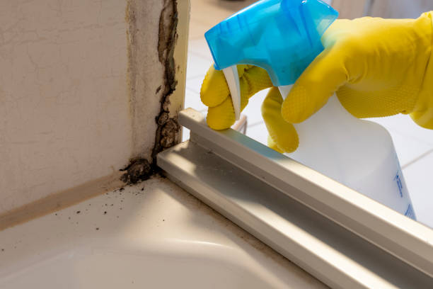 Best Post-Flood Mold Remediation in Parole, MD